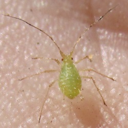 Corylobium avellanae